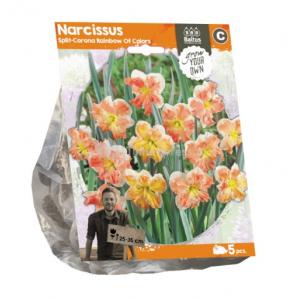 Baltus Narcissus Split Corona Rainbow Of Colors bloembollen per 5 stuks